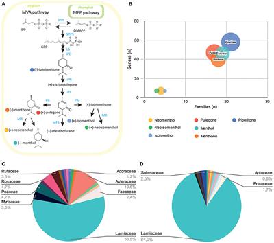 TRP channels and monoterpenes: Past and current leads on analgesic properties